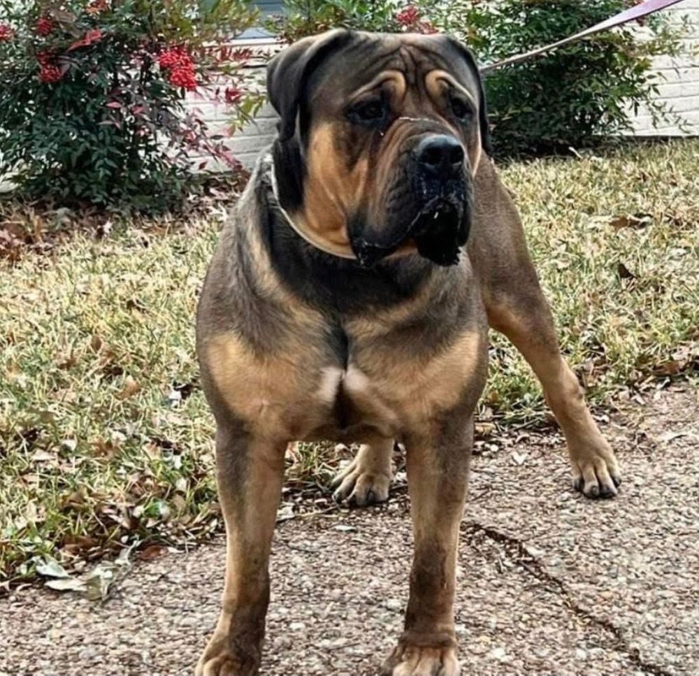 Powell Boerboels Cairo (AKA Big Diesel) 3 (1080 × 1080 px).jpg