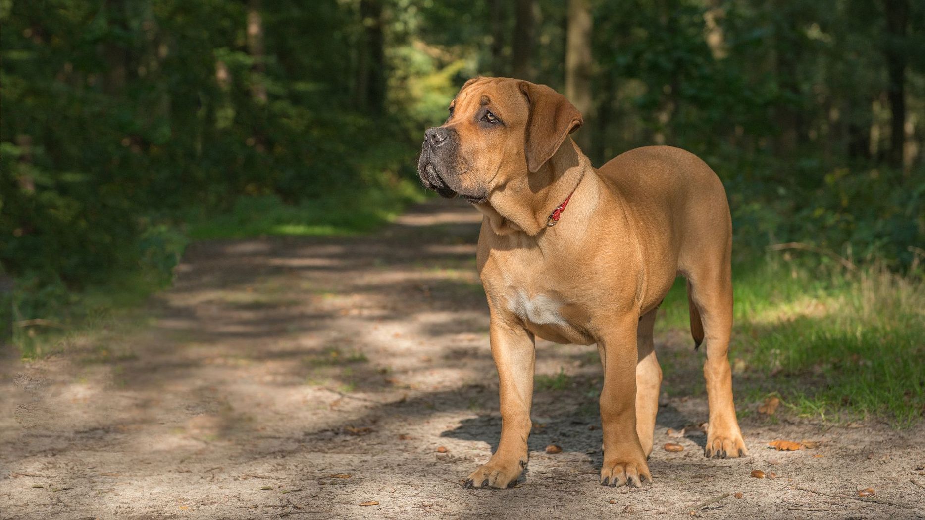 South African Boerboel dog