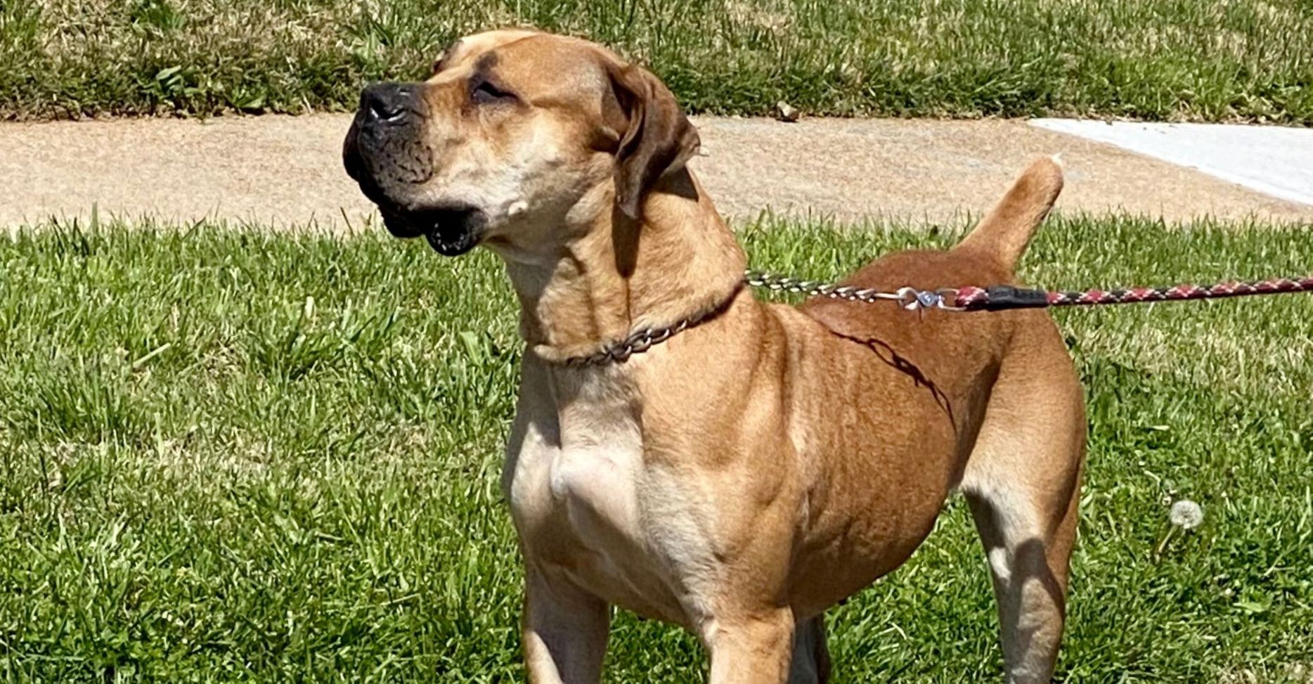 M38811 - The Mysterious Black & Tan Boerboel Hero.jpg