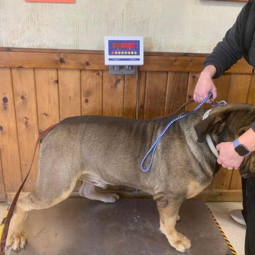 Powell Boerboels Cairo (AKA Big Diesel) 1 (1080 × 1080 px).jpg