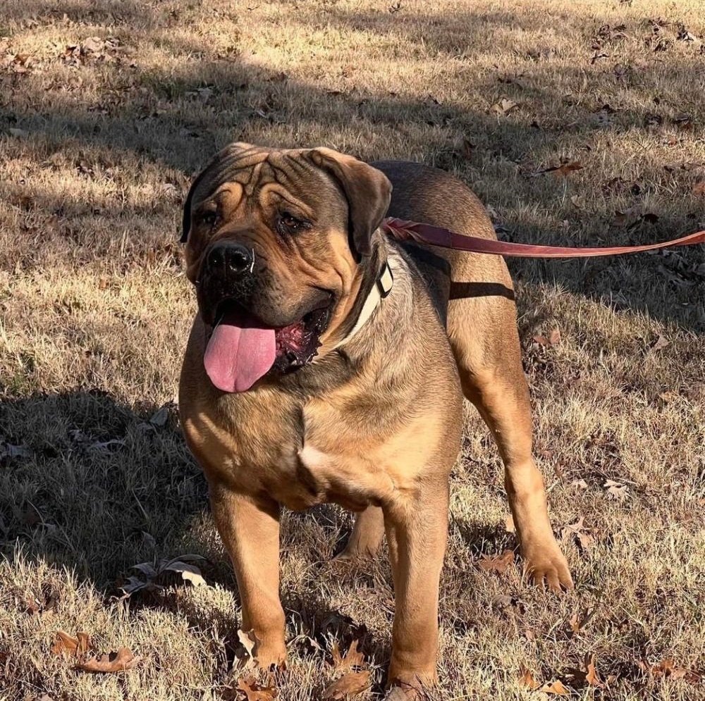 Powell Boerboels Cairo (AKA Big Diesel) 2 (1080 × 1080 px).jpg