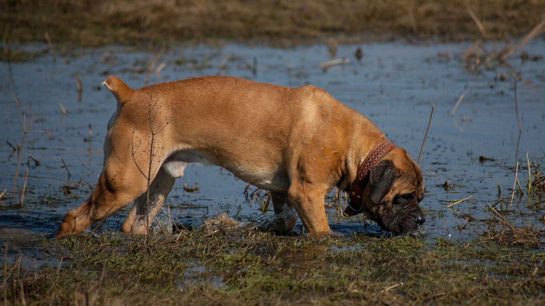 dog header (2).jpg
