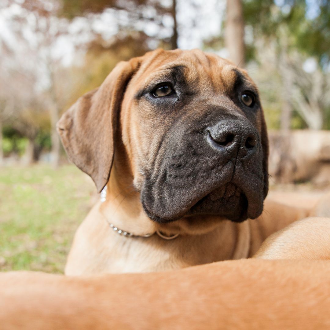 boerboel puppy boerboel puppy